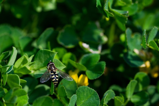 Nahaufnahme einer gelben und schwarzen Fliege auf grünen Blättern des Kapsauerampfers