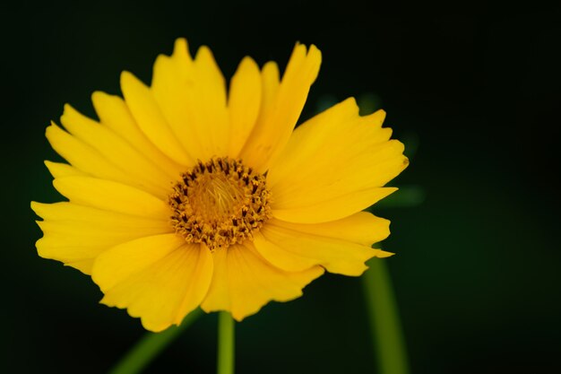 Nahaufnahme einer gelben Zeckenblume auf einem verschwommenen