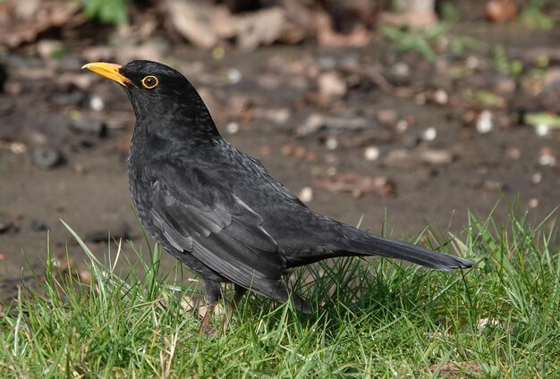 Nahaufnahme einer gemeinen Amsel, die auf einer Wiese sitzt