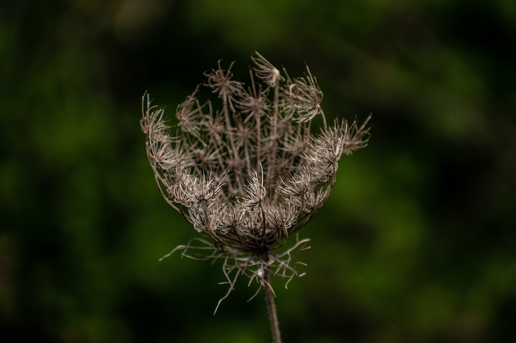 Kostenlose Foto nahaufnahme einer getrockneten pflanze
