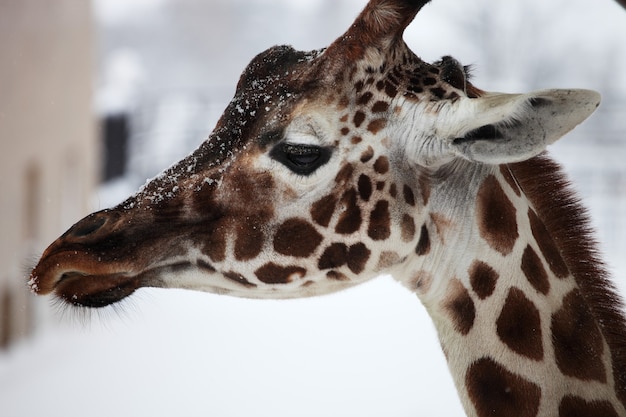 Nahaufnahme einer Giraffe in einem Zoo während des Schneefalls in Hokkaido in Japan