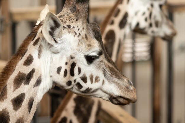 Nahaufnahme einer Giraffe, umgeben von Zäunen und Giraffen