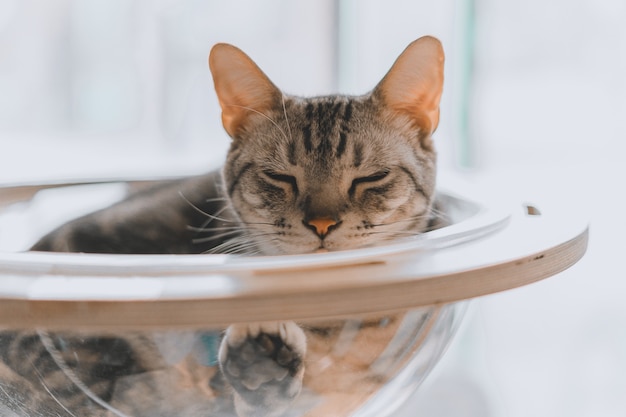 Nahaufnahme einer grau getigerten Katze, die in einer Schüssel schläft