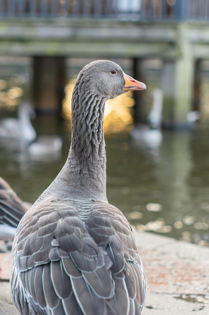 Kostenloses Foto nahaufnahme einer grauen gans auf einem dock