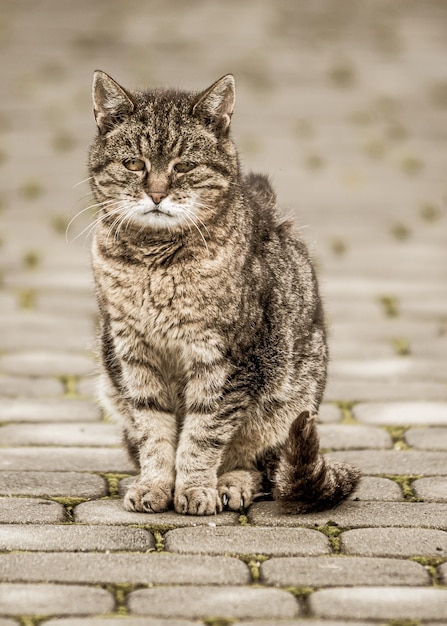 Nahaufnahme einer grauen Katze auf einer gefliesten Straße