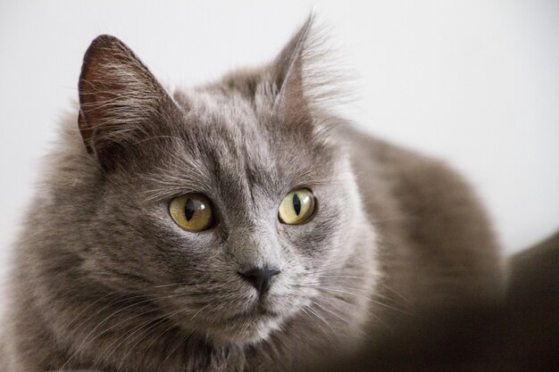 Nahaufnahme einer grauen Katze mit grünen Augen