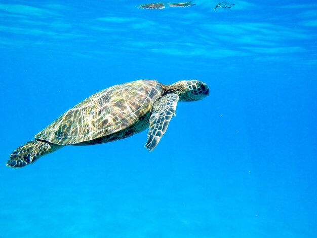 Nahaufnahme einer grünen Meeresschildkröte, die unter Wasser unter den Lichtern schwimmt - cool für Naturkonzepte