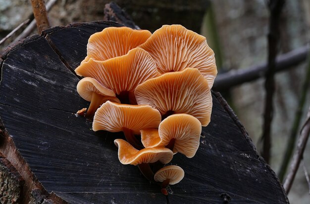 Nahaufnahme einer Gruppe wilder Enoki-Pilze, die auf faulem Holz im Wald wachsen?