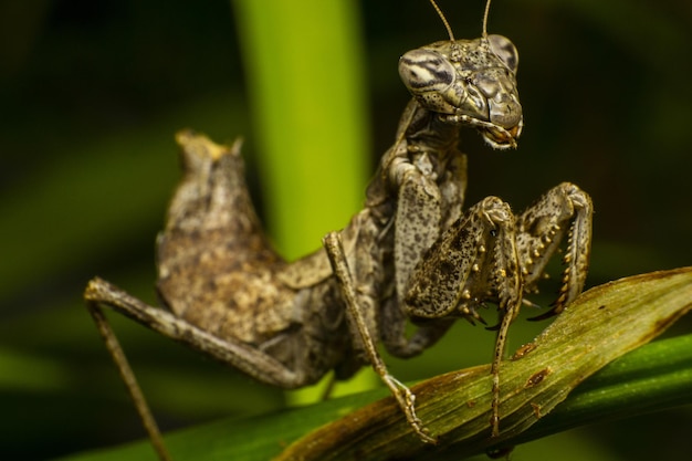 Nahaufnahme einer gruseligen Heuschrecke auf einem grünen Blatt