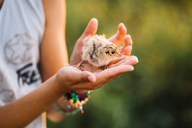 Kostenloses Foto nahaufnahme einer hand, die gemeine fasaneküken hält