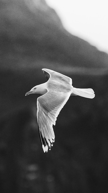 Nahaufnahme einer Handytapete der fliegenden Möwe