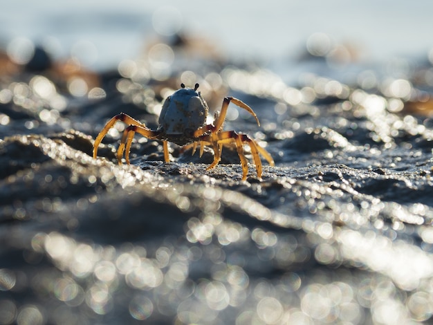 Nahaufnahme einer hellblauen Soldatenkrabbe am Strand