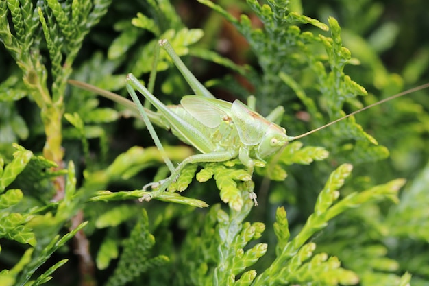 Nahaufnahme einer Heuschrecke auf den Blättern einer Pflanze in einem Garten