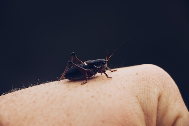 Nahaufnahme einer Heuschrecke, die auf der Hand einer Person sitzt