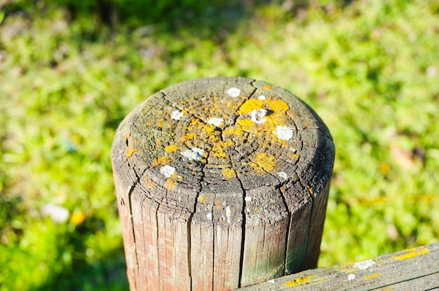 Nahaufnahme einer Holzstange mit Pilz