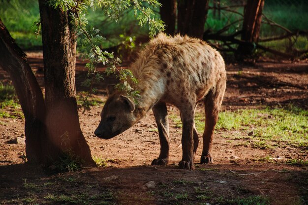 Nahaufnahme einer Hyäne in der Nähe eines Baumes