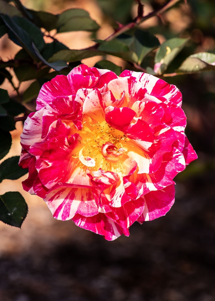 Kostenlose Foto nahaufnahme einer immergrünen rose unter dem sonnenlicht