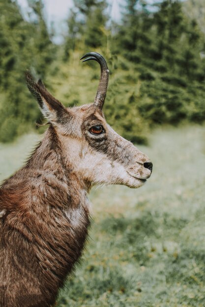 Nahaufnahme einer kantabrischen Gämse wird auch als Bergziegenantilope mit einer Unschärfe bezeichnet