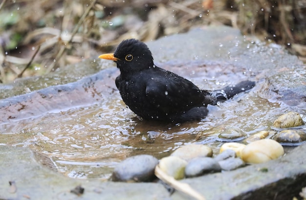 Kostenloses Foto nahaufnahme einer kleinen amsel, die in der pfütze schwimmt