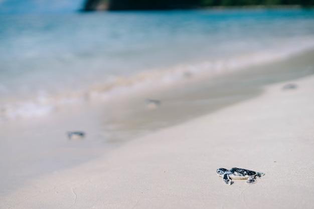 Nahaufnahme einer kleinen Meeresschildkröte am Strand