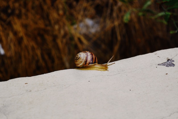 Nahaufnahme einer kleinen Schnecke mit einer braunen Schale, die auf der Spitze eines Steins gleitet