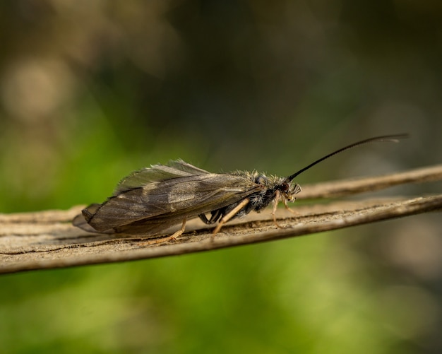 Nahaufnahme einer Köcherfliege auf einem Ast in einem Garten