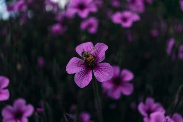 Nahaufnahme einer lila Blume mit einer Biene auf ihr in einer Wiese