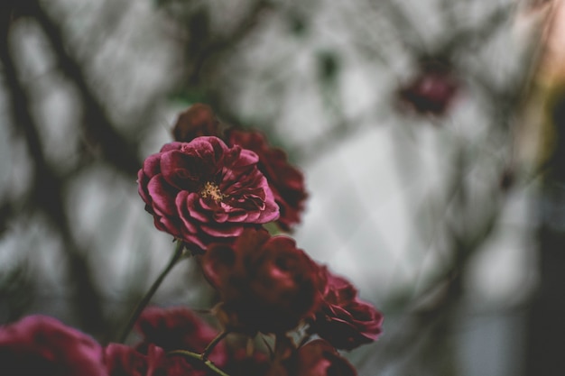 Nahaufnahme einer lila Blume mit unscharfem natürlichem