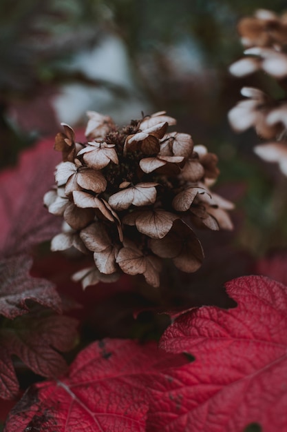 Nahaufnahme einer lila Grifola frondosa Blume, umgeben von lila Blättern in einem Wald