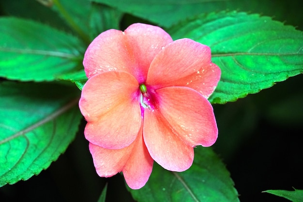 Nahaufnahme einer lila Impatiens-Blume