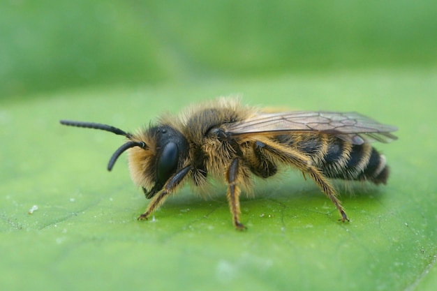 Nahaufnahme einer männlichen gelbbeinigen Bergbaubiene (Andrena flavipes) auf einem grünen Blatt