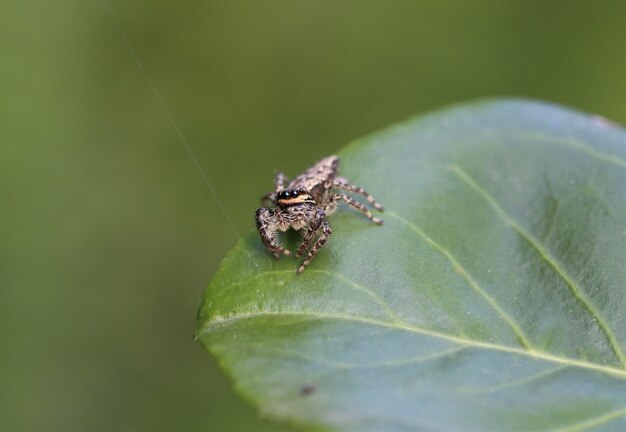 Nahaufnahme einer Marpissa muscosa auf Blatt unter dem Sonnenlicht