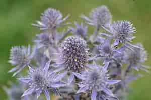 Kostenloses Foto nahaufnahme einer mittelmeer-stechpalme, eryngium bourgatii