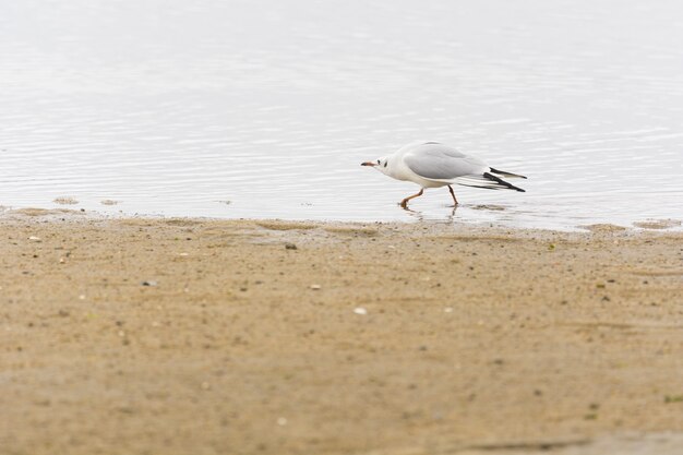 Nahaufnahme einer Möwe am Strand