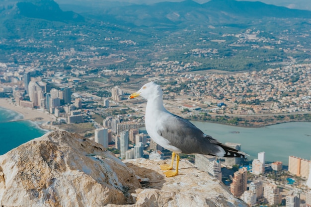 Nahaufnahme einer Möwe auf einem Felsen mit Blick auf die Stadt auf der Insel Calpe, Spanien