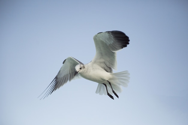 Nahaufnahme einer Möwe, die auf einem klaren Himmelshintergrund fliegt