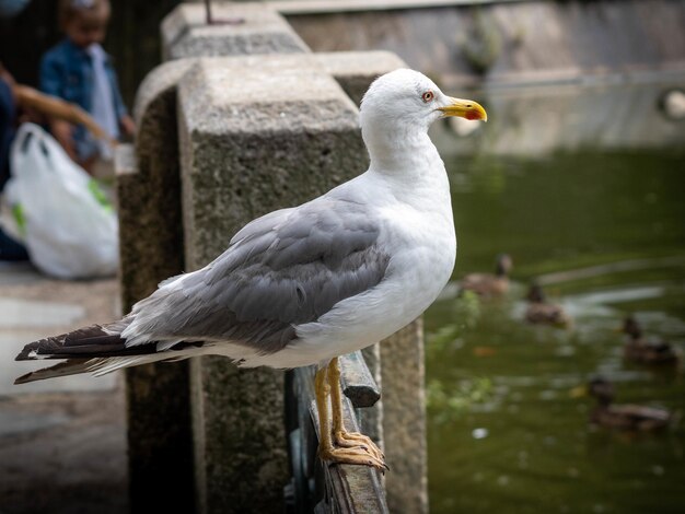 Nahaufnahme einer Möwe, die auf einer Steinmauer thront