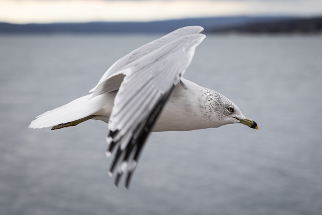 Nahaufnahme einer Möwe, die mit einem verschwommenen Hintergrund über dem Meer fliegt