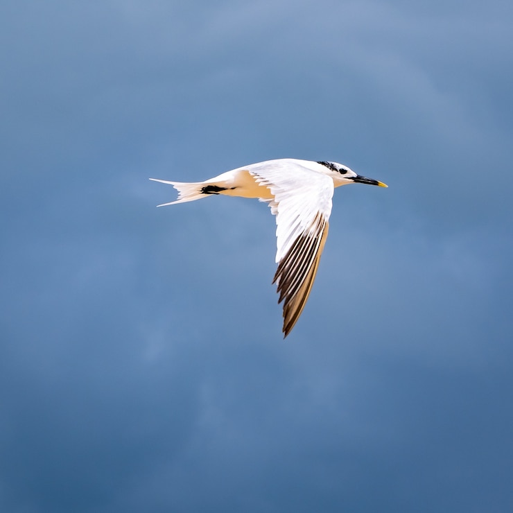 Kostenlose Foto nahaufnahme einer möwe mit blauem himmel