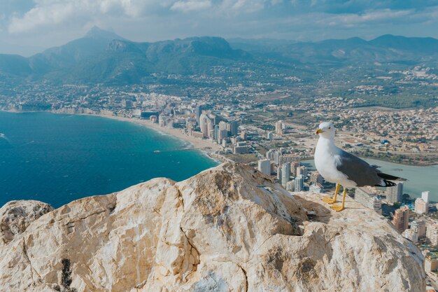 Nahaufnahme einer Möwe thront auf einem Felsen im Naturpark Penyal d'Ifac in Calp, Spanien