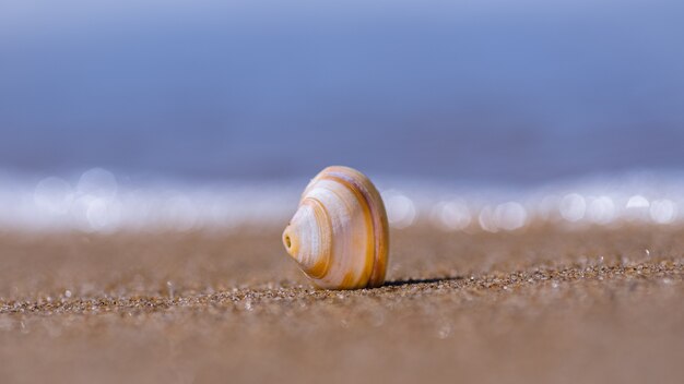 Nahaufnahme einer Muschel auf Sand