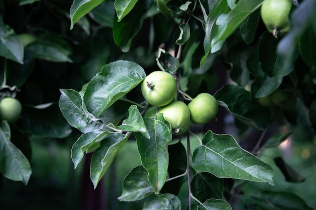 Nahaufnahme einer Niederlassung mit grünen Äpfeln auf einem Baum