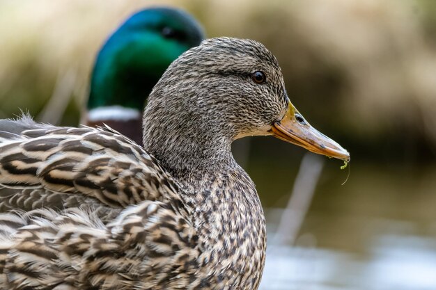 Nahaufnahme einer niedlichen braunen Ente