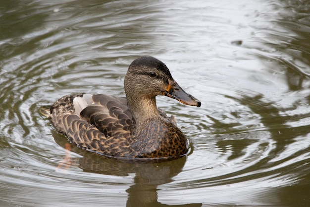 Nahaufnahme einer niedlichen Ente, die in einem Teich schwimmt