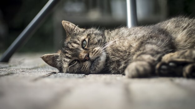 Nahaufnahme einer niedlichen Hauskatze, die auf der hölzernen Veranda mit einem verschwommenen Hintergrund liegt