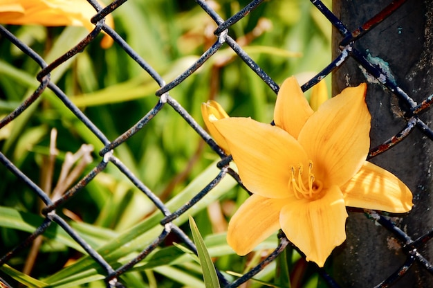 Nahaufnahme einer orangenlilie, umgeben von grün unter sonnenlicht in einem garten hinter verdrahteten zäunen