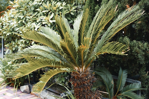 Kostenloses Foto nahaufnahme einer palme blätter