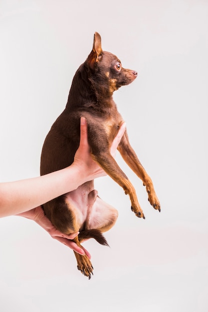 Nahaufnahme einer Personenhand, die braunen russischen Spielzeughund hält