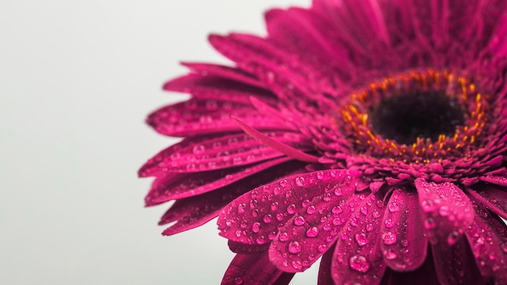 Kostenlose Foto nahaufnahme einer pinkfarbenen blume