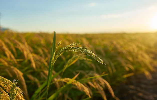 Nahaufnahme einer Reispflanze bei Sonnenuntergang mit der Plantage im Hintergrund